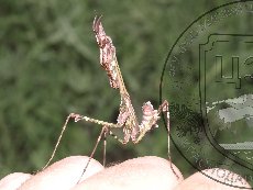 Эмпуза полосатая 001